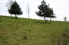 Wiese-Löwenzahn-125.jpg